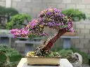 Bougainvillea bonsai