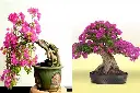 Bougainvillea bonsai