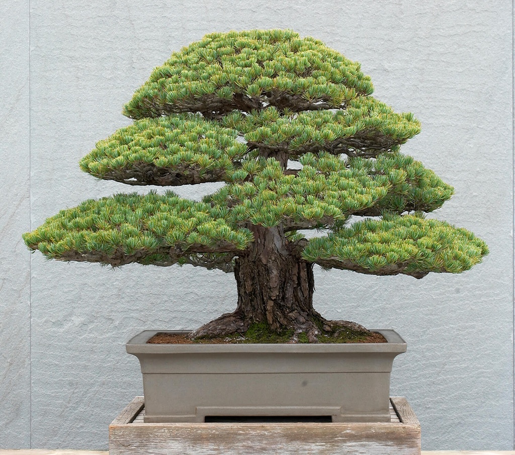 White Pine bonsai