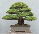 White Pine bonsai
