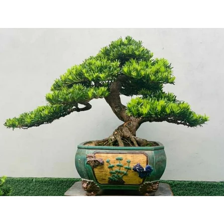 Pine bonsai