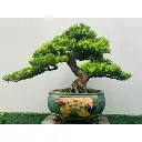 Pine bonsai