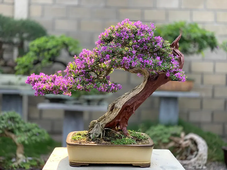 Bougainvillea bonsai