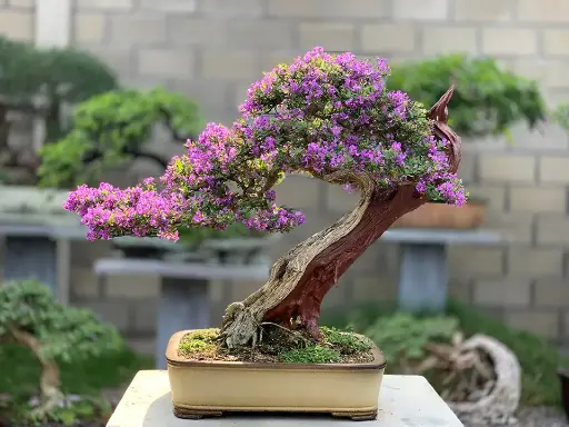 Bougainvillea bonsai