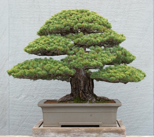 White Pine bonsai